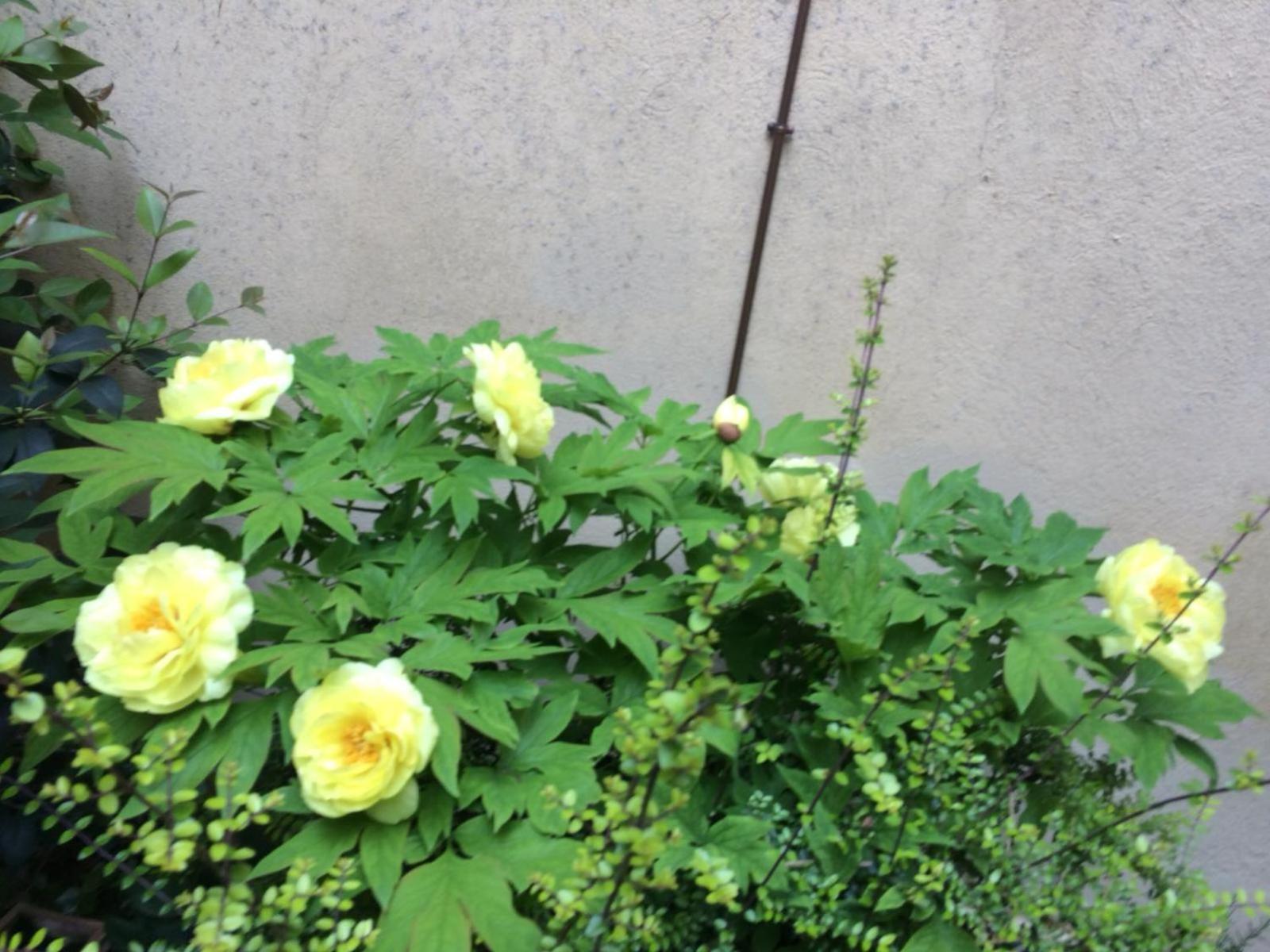 Giardino Segreto - History And Design Apartment Bologna Luaran gambar