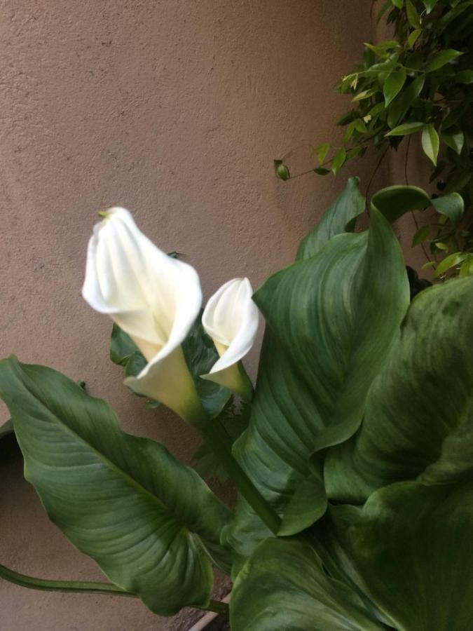 Giardino Segreto - History And Design Apartment Bologna Luaran gambar